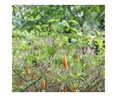 High Quality Iboga +27736310260 Ibogaine for sale, iboga T/A, root barks, Powder