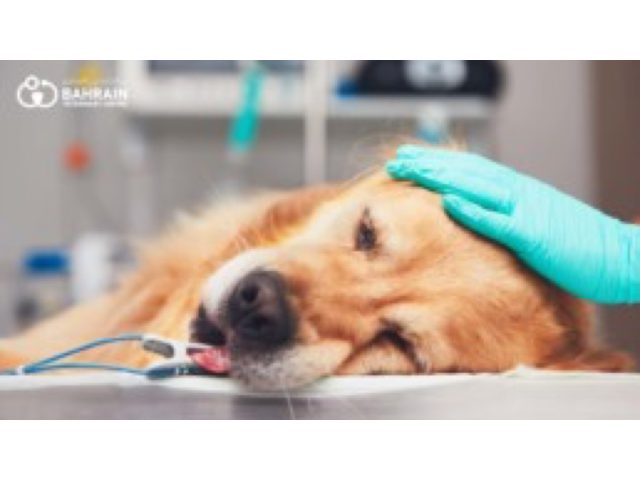 Bahrain Veterinary Center
