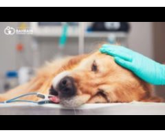 Bahrain Veterinary Center