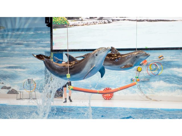 Dubai Dolphinarium