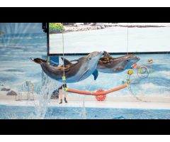 Dubai Dolphinarium