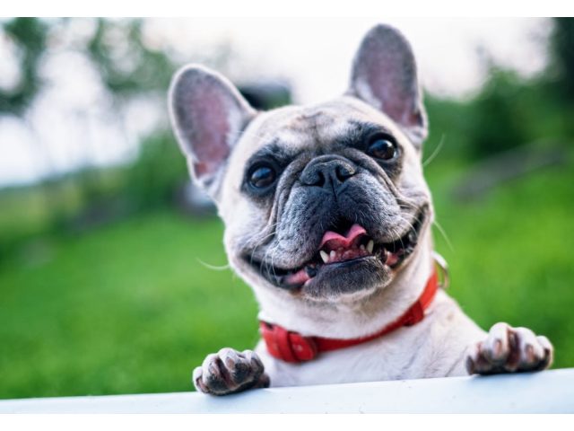 Eilat Veterinary Clinic Dr. Elad Ravid DVM