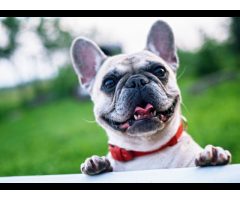 Eilat Veterinary Clinic Dr. Elad Ravid DVM
