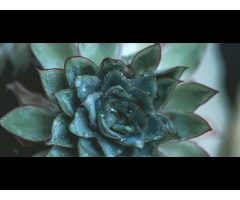 Hasbini Landscaping