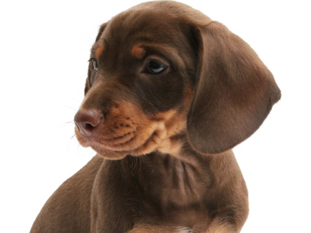 TrueVet Veterinary Clinic