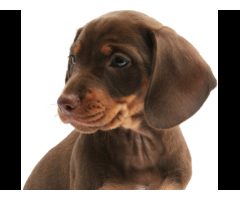 TrueVet Veterinary Clinic