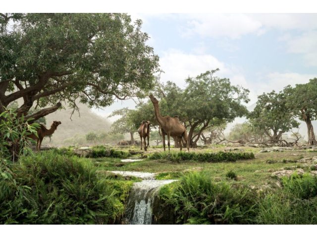 Hawana Salalah